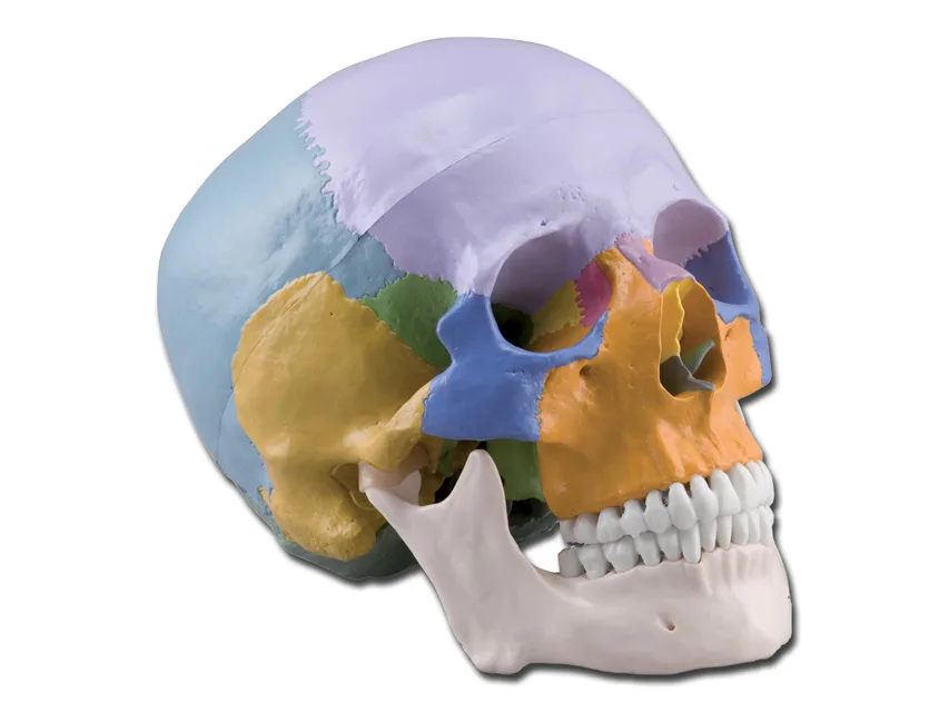 Craniu uman - 1X - 3 părți - colorat