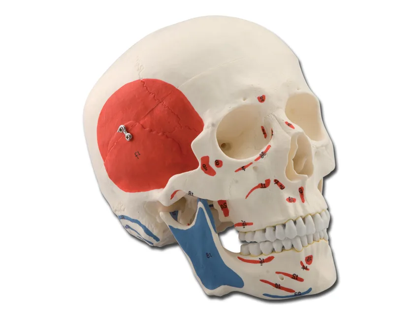 Craniu uman - 1X - 3 piese - muscular