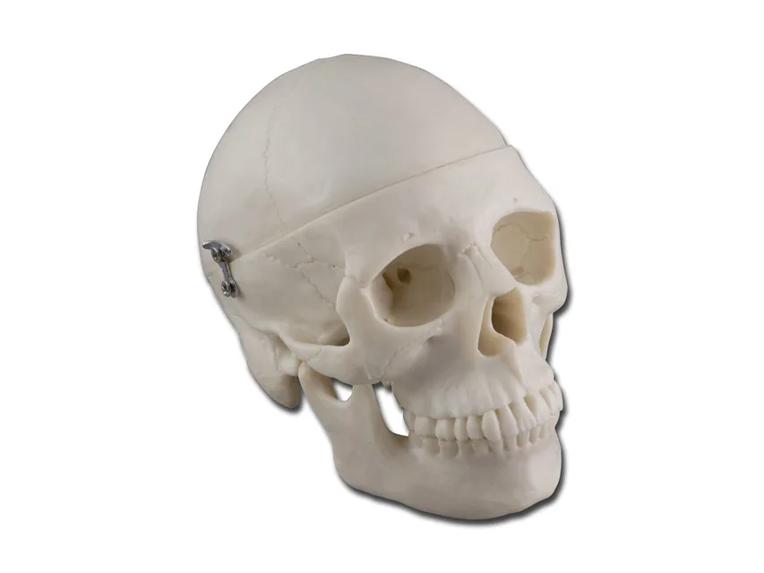 Craniu miniatură - 0,5X
