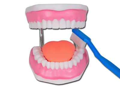 Manechin anatomie dentara, maxilar superior si inferior, igiena orala