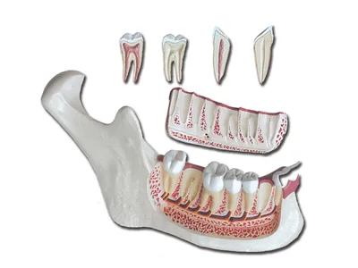 Macheta didactica maxilar inferior - 6 piese - 3x