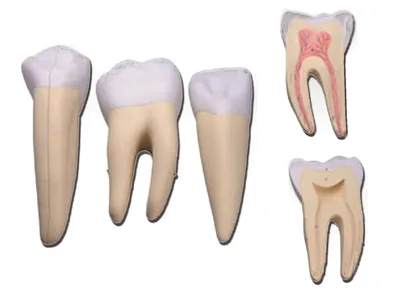 Macheta didactica set 3 dinti: incisiv, canin, MOLAR - 5 parti - 10x