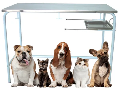 Masă de examinare veterinară