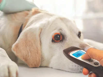Termomeru fara contact visiofocus vet cu bluetooth