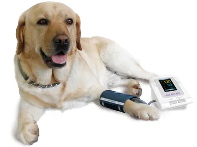 Sfigmomanometru electronic veterinar